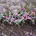 Polygala chamaebuxus L.<br />Polygalaceae<br /><br />Poligala falso bosso<br />Polygale petit buis<br />Buchsblättrige Kreuzblume 