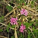 Daphne cneorum L. 	<br />Thymelaceae<br /><br />Dafne odorosa<br />Daphné camélée <br />Flaumiger Seidelbast, Fluhröschen <br />