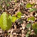zurück gegen den Ausgangspunkt: da treiben die Buchenblätter doch schönst aus