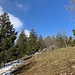 am Grataufstieg zeigen sich die Baumwipfel noch biechtbehangen