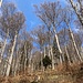... während des Aufstieges im herrlichen Buchenwald ...