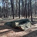 Rigogliosa foresta di Pino Silvestre e, Sass di Biss: masso erratico istioriato.<br />