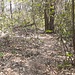 Risalendo la collina del Monte Carbonaro alla ricerca del suo masso erratico. 