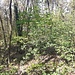 Ambiente del Monte Carbonaro salendo in cerca del suo masso erratico. 
