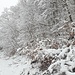 Viel Schnee 