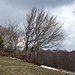 Ein windzerzaustes Baumquartett auf dem Rücken zum Mont Sujet