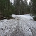 Die Wege im Wald sind grossenteils noch mit hartem Schnee bedeckt