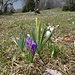 Violette und weisse Krokusse umringen eine Osterglocke