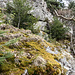 Der erste Aufschwung von der Seite. 150 m weiter oben läge dann noch (etwas versetzt) eine weitere Rippe, und diese hat auf der Karte sogar einen Namen: Hirschfelsen. Ihn besuche ich am Tag darauf. Zunächst aber erstmal Umschauen am Fuß des namenlosen Felsens. 
