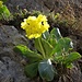 ... zu weiteren der geliebten Primula auricula L.