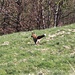<b>E via di corsa a consumare il pasto nel bosco.</b>