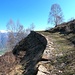 <b>Il bosco viene rimpiazzato dai cespugli di ontano verde. </b>