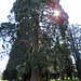 Ein Mammutbaum im Dreilindenpark.