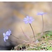 Sag's mit Blumen!<br /><em>Fujicolor Pro 400H Overexposed</em>