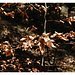 Herbstreste<br /><em>Kodachrome 64</em>