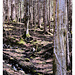 Waldeinsichten<br /><em>Fujicolor Pro 400H Overexposed</em>