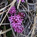 Daphne Cneorum, sarà l'unico colore nella prima parte della giornata... 