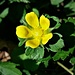 Duchesnea indica (Andrews) Focke 	<br />Rosaceae<br /><br />Fragola matta<br />Fraisier des Indes <br /><br />Scheinerdbeere, Indische Erdbeere <br />