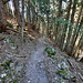 Descente à travers bois par le Bärenpfad, sur la rive ouest de la Turtmänna. 