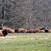 Bison Herde bei Les Coliesses.