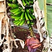 Les célèbres bananes de Madère, 1er article d'exportation de l'ile 