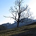 Baum an der Alp Stock.