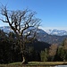Baum am Stockweg.