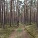 Man folgt dem Weg durch den Wald in Richtung Mauk.