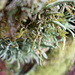 Pfriemen-Geweihflechten (Cladonia subulata) u.a.