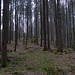Kurz vor dem eigentlichen Gipfel wird es im Stangerlwald wirklich monoton