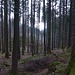 Ausblick vom Gipfel des Feldbichls nach Westen. 