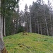 Hier verschwindet die Tour im Wald