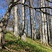 am reich mit Bärlauch bestückten Buchenwald entlang ...