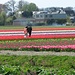 Touristen dringen bis in die Felder vor, damit die Fotos auch recht farbenprächtig werden. Wehe, wenn sie der wilde Tulpenbauer erwischt!