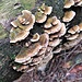 Funghi saprofiti su un tronco.