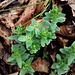 Cruciata glabra (L.) Ehrend. 	<br />Rubiaceae<br /><br />Crocettona glabra<br />Croisette glabre<br />Frühlings-Kreuzlabkraut, Kahles Kreuzlabkraut 