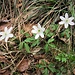 Anemone nemorosa L. 	<br />Ranunculaceae<br /><br />Anemone bianca<br />Anémone des bois, Anémone sylvie <br />Busch-Windröschen, Wald-Anemone <br />