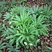 Helleborus viridis L. 	<br />Ranunculaceae<br /><br />Elleboro verde<br />Hellébore vert <br />Grüne Nieswurz <br />