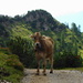 Eine Kuh posiert unterhalb des Sassförkles brav für´s (Hikr.org-)Fotoalbum