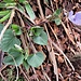 Viola reichenbachiana Boreau 	
Violaceae

Viola silvestre
Violette des forêts 
Wald-Veilchen 
