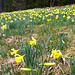 Daffodil-explosion