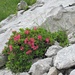 auch die Alpenrosen gedeihen prächtig im Kalkgestein