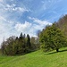 stattlicher Einzelbaum in schöner Landschaft oberhalb Ober Glutzenberg ...