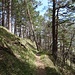...und durch lichten Wald...