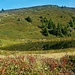 Scheidegsseli