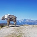 Der Bär auf dem Weisshorn.....