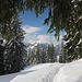 und wieder hinein in den Wald