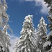 blau-weiß