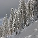 Winterwald