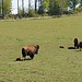 Der Gang der Natur regelt es so, dass der Nachwuchs immer im April/Mai das Licht der Welt erblickt